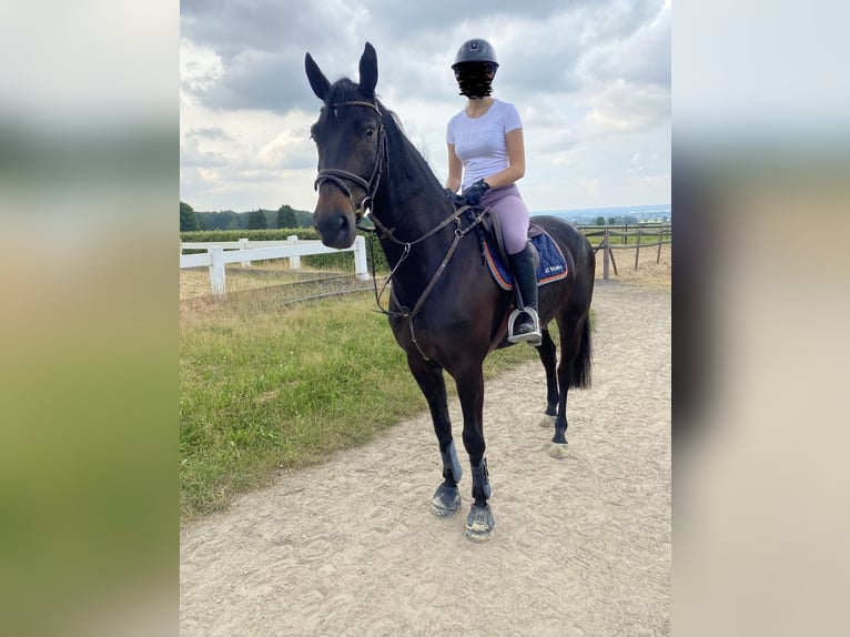 KWPN Gelding 8 years 16.1 hh Smoky-Black in Euskirchen
