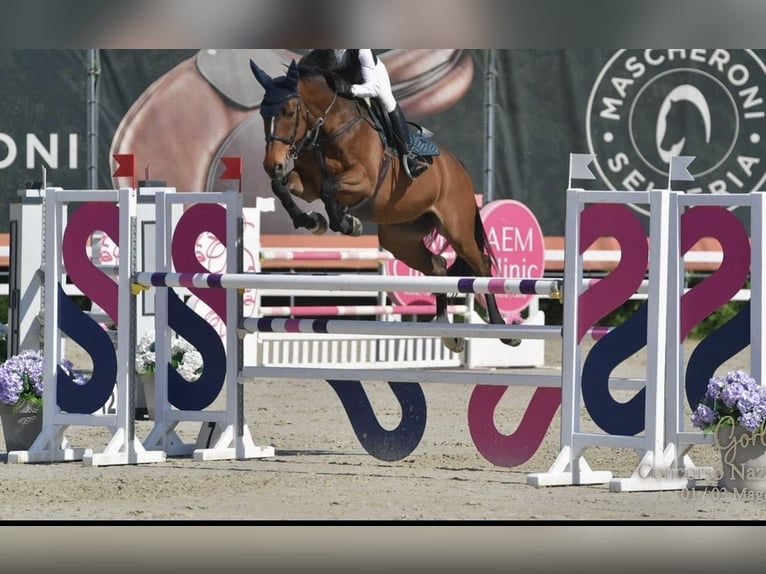 KWPN, Gelding, 8 years, 16.2 hh, Bay-Dark