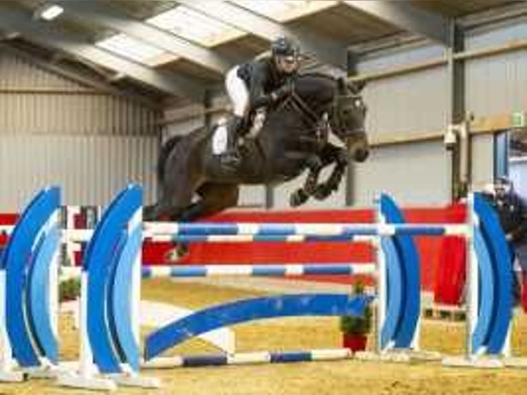 KWPN Gelding 8 years 16,2 hh Bay-Dark in Waddinxveen