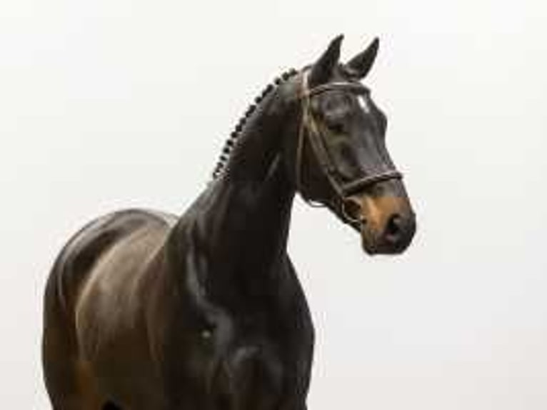 KWPN Gelding 8 years 16,2 hh Bay-Dark in Waddinxveen