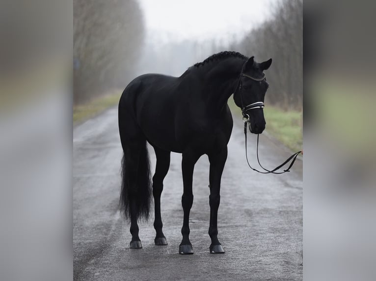 KWPN Gelding 8 years 16,2 hh Black in Baracs