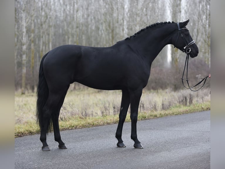 KWPN Gelding 8 years 16,2 hh Black in Baracs