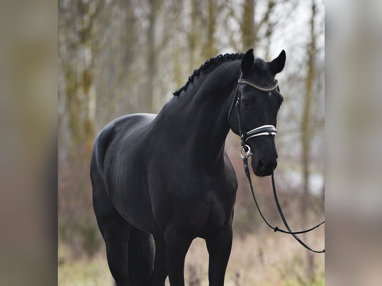 KWPN Gelding 8 years 16,2 hh Black in Baracs