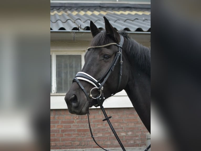 KWPN Gelding 8 years 16,2 hh Black in Baracs