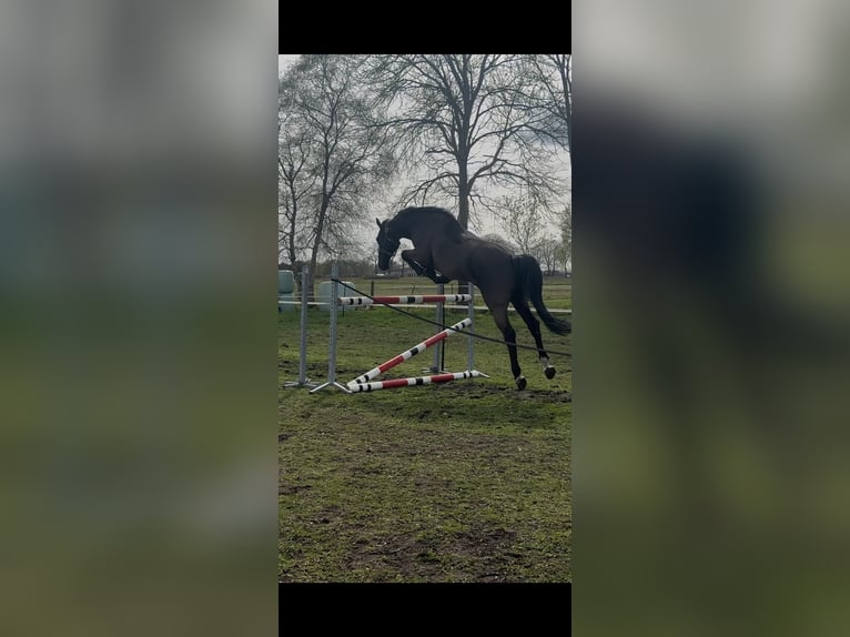 KWPN Gelding 8 years 16.2 hh Black in Slagharen