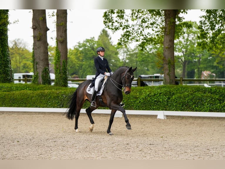 KWPN Gelding 8 years 16.2 hh Brown in Haftenkamp