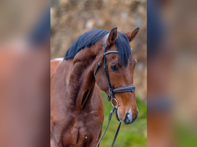 KWPN Gelding 8 years 16.2 hh Brown in Košice