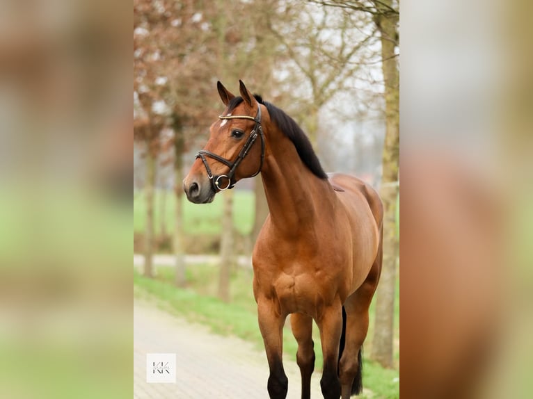 KWPN Gelding 8 years 16,2 hh Brown in Meppen