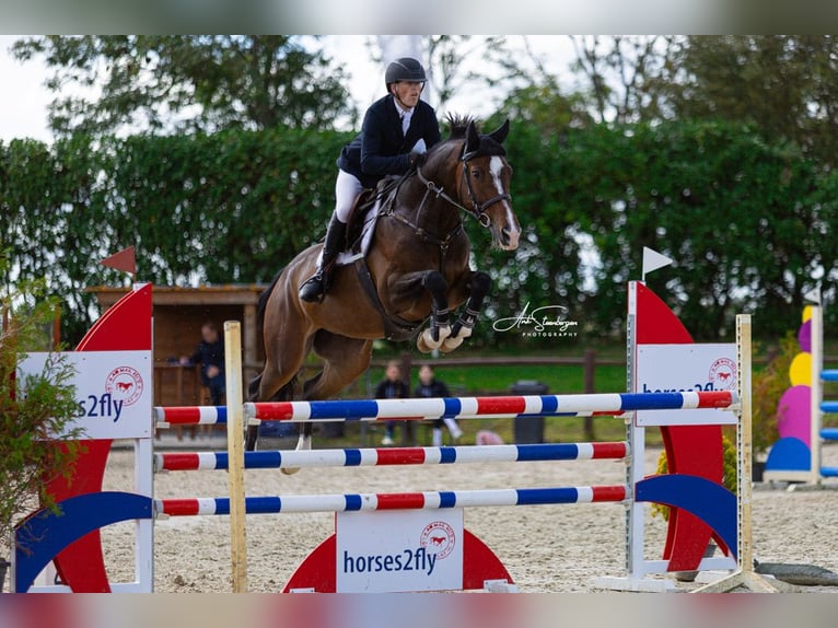 KWPN Gelding 8 years 16.2 hh Brown in Waltrop