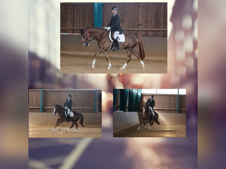 KWPN Gelding 8 years 16,2 hh Chestnut in Strullendorf