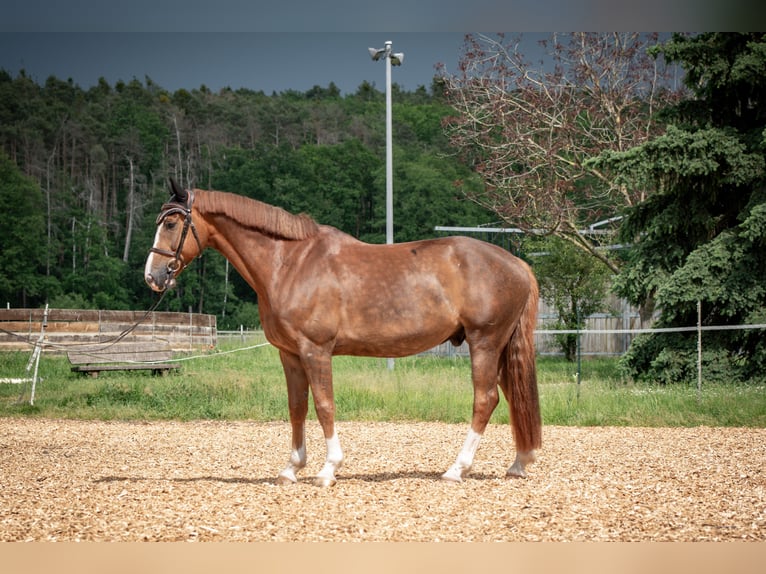 KWPN Gelding 8 years 16,2 hh Chestnut in Strullendorf