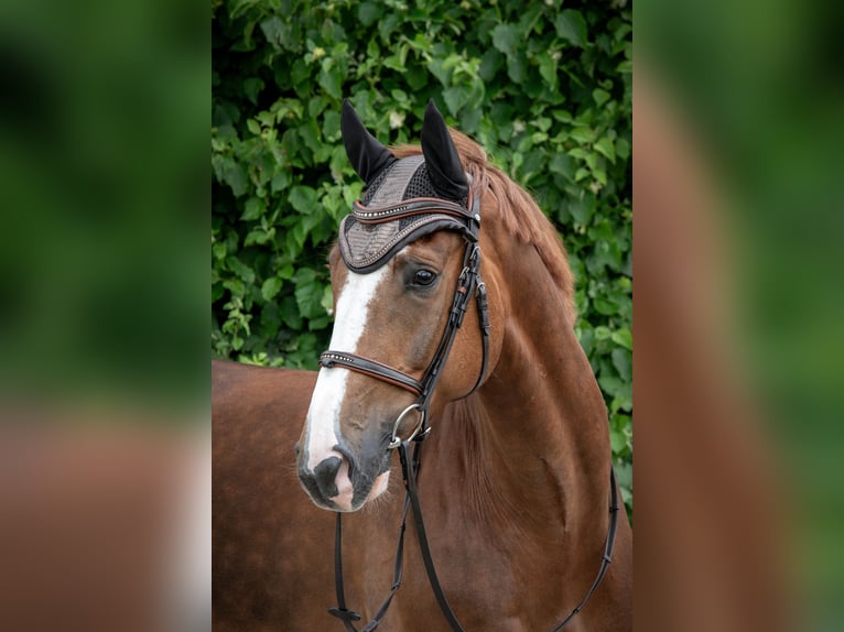 KWPN Gelding 8 years 16,2 hh Chestnut in Strullendorf