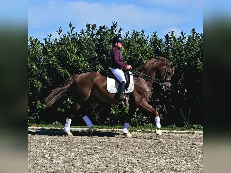 KWPN Gelding 8 years 16.2 hh Chestnut-Red in Kaulille