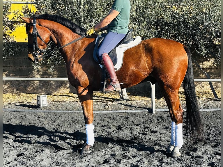 KWPN Gelding 8 years 16,2 hh Chestnut-Red in Sevilla