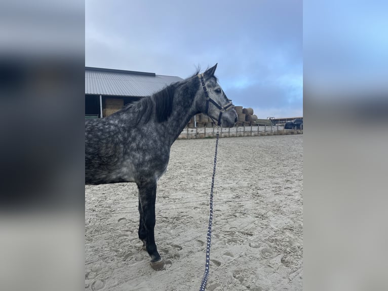 KWPN Gelding 8 years 16,2 hh Gray in Fosses-La-Ville