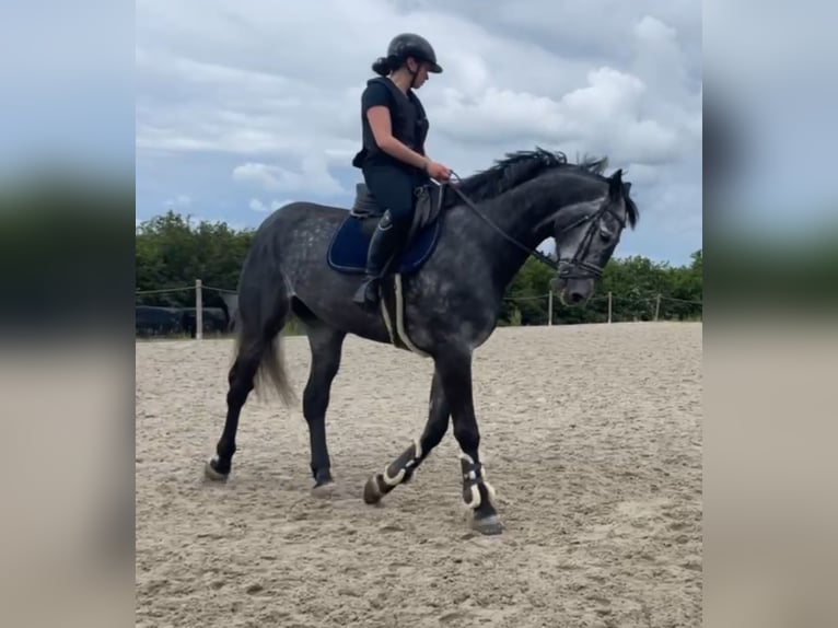 KWPN Gelding 8 years 16,2 hh Gray in Fosses-La-Ville