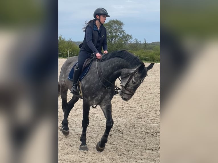 KWPN Gelding 8 years 16,2 hh Gray in Fosses-La-Ville