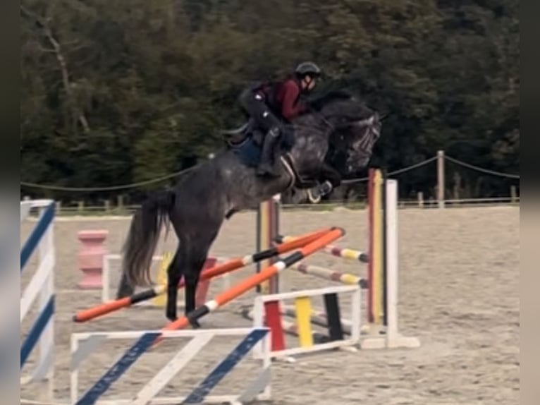 KWPN Gelding 8 years 16,2 hh Gray in Fosses-La-Ville