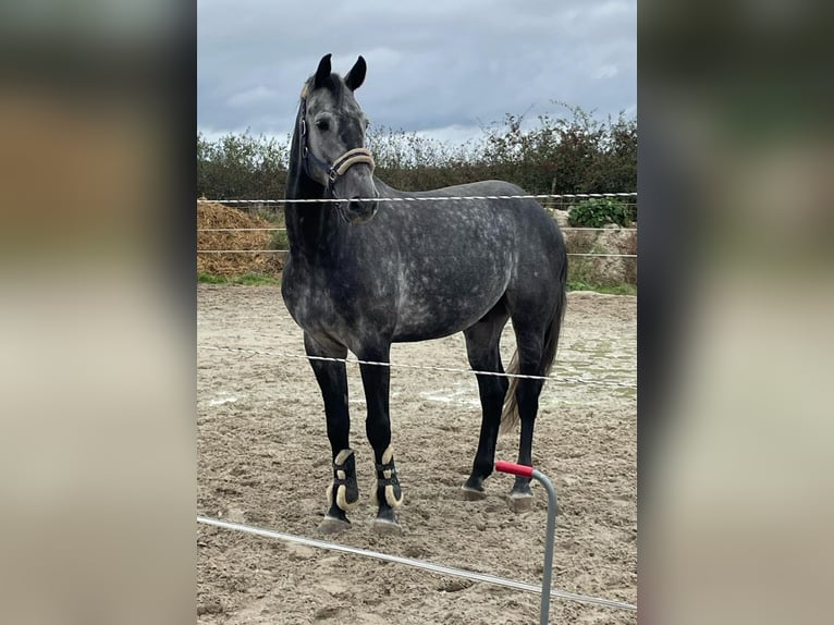 KWPN Gelding 8 years 16,2 hh Gray in Fosses-La-Ville