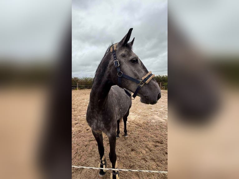 KWPN Gelding 8 years 16,2 hh Gray in Fosses-La-Ville