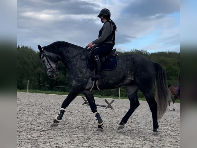 KWPN Gelding 8 years 16,2 hh Gray in Fosses-La-Ville