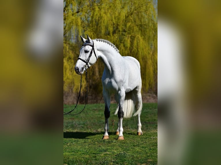 KWPN Gelding 8 years 16.2 hh Grey in Kecskemét