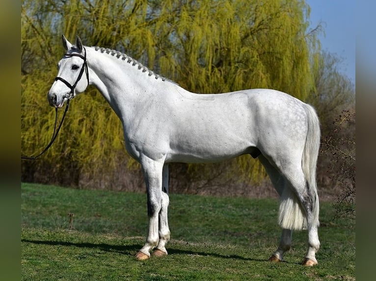 KWPN Gelding 8 years 16.2 hh Grey in Kecskemét