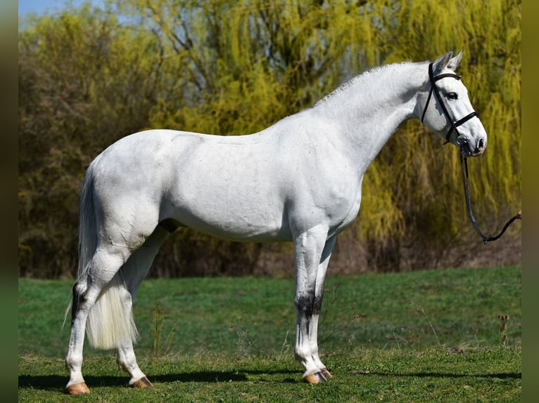 KWPN Gelding 8 years 16.2 hh Grey in Kecskemét