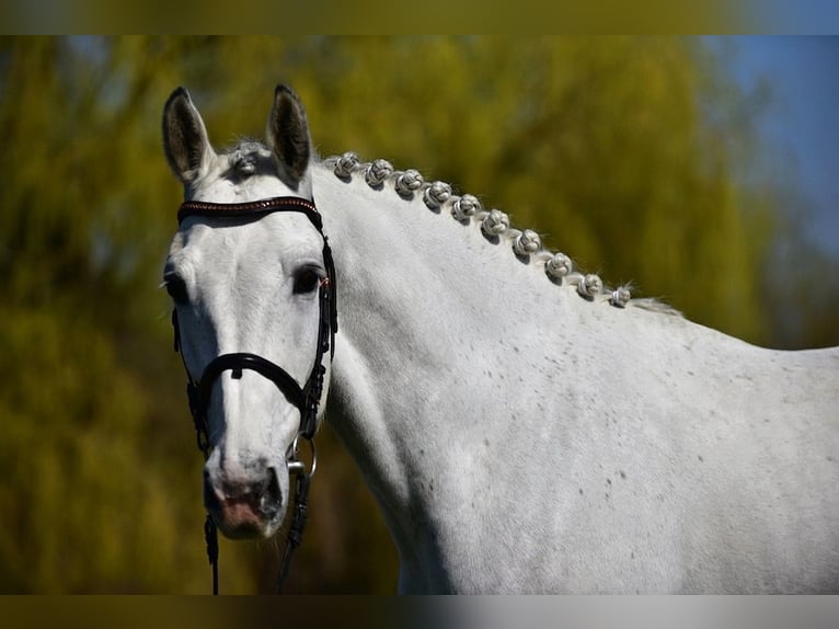 KWPN Gelding 8 years 16.2 hh Grey in Kecskemét