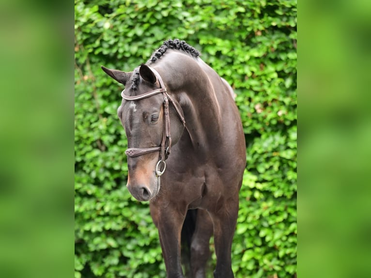 KWPN Gelding 8 years 16.2 hh Smoky-Black in Bladel
