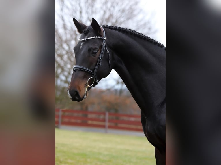 KWPN Gelding 8 years 16,2 hh Smoky-Black in Region Prag
