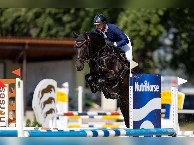 KWPN Gelding 8 years 16,2 hh Smoky-Black in Region Prag