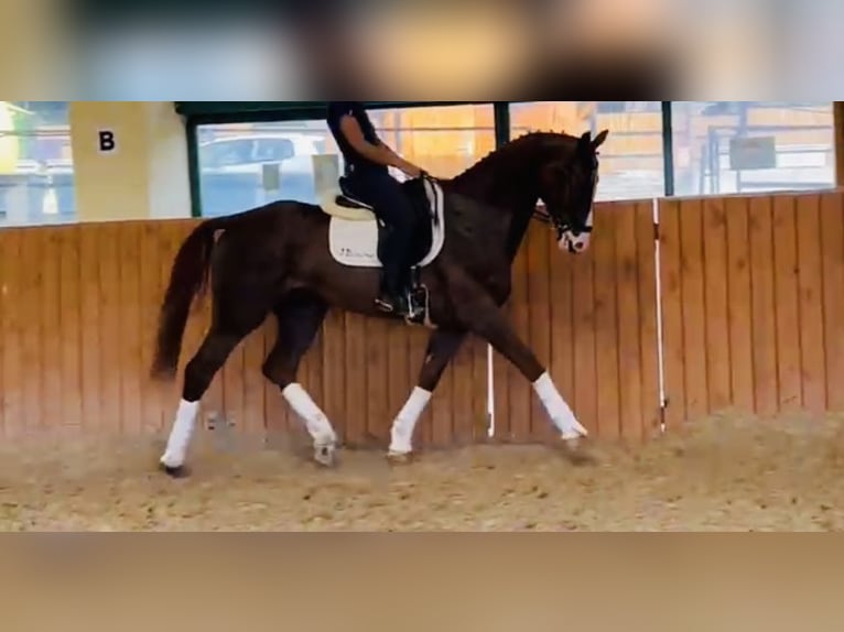 KWPN Gelding 8 years 16,2 hh Sorrel in Madrid