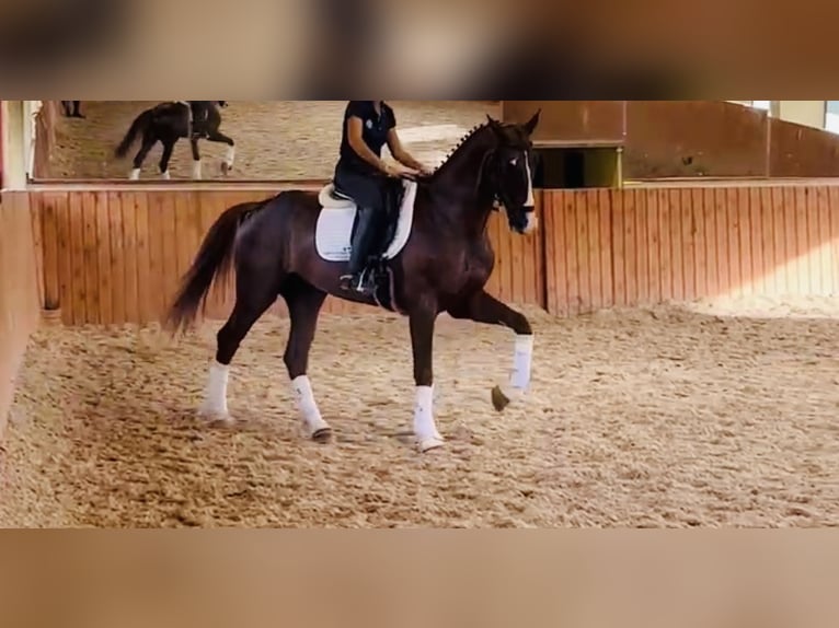 KWPN Gelding 8 years 16,2 hh Sorrel in Madrid