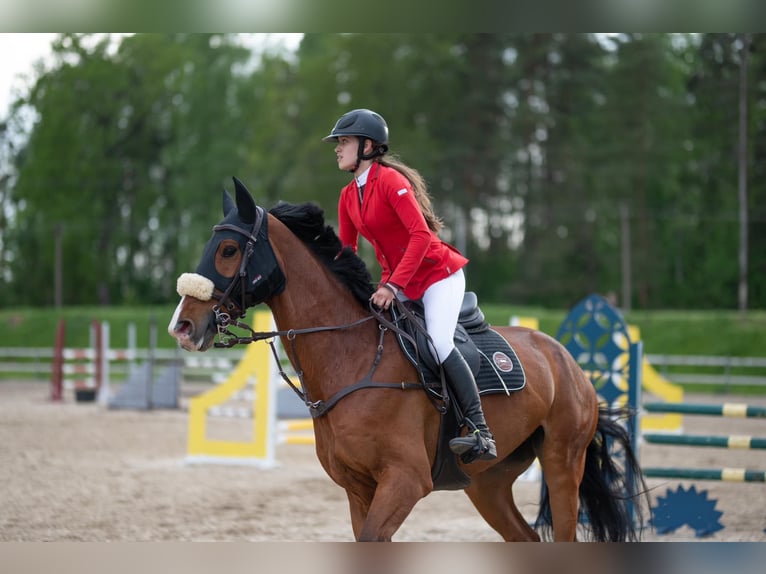 KWPN Gelding 8 years 16,3 hh Bay in Vilnius