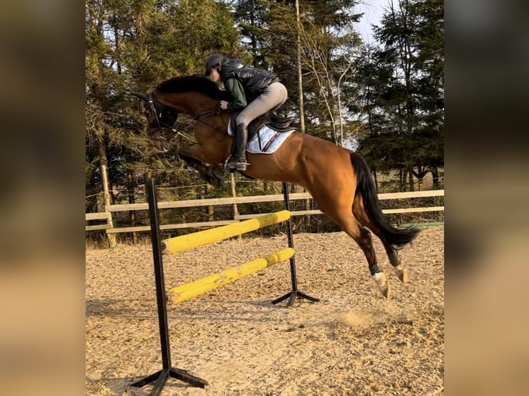 KWPN Gelding 8 years 16,3 hh Bay in Vilnius