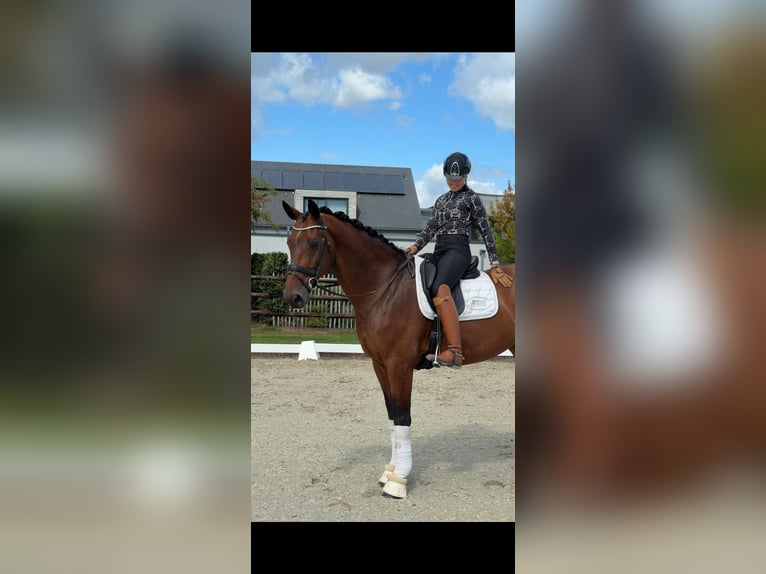 KWPN Gelding 8 years 16.3 hh Brown in Sankt Vith
