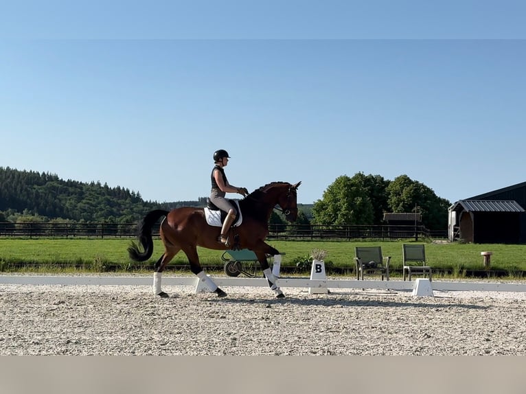 KWPN Gelding 8 years 16.3 hh Brown in Sankt Vith