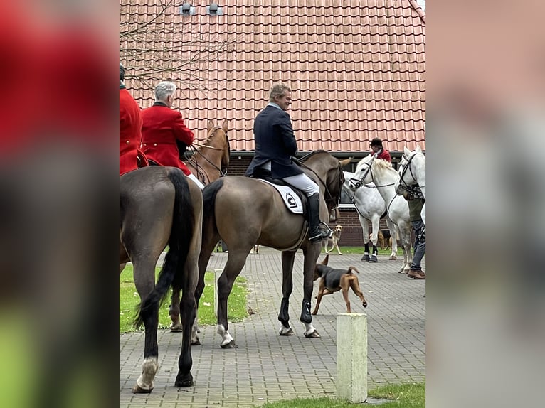 KWPN Gelding 8 years 16,3 hh Brown in Ommen