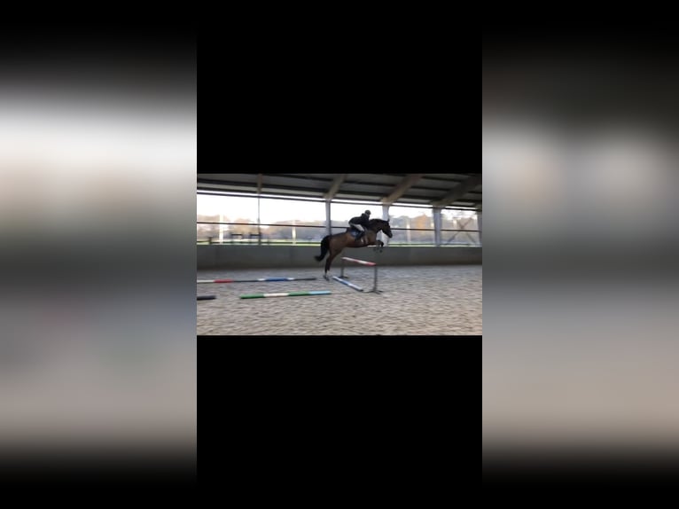 KWPN Gelding 8 years 16,3 hh Brown in Ommen