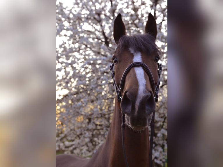 KWPN Gelding 8 years 16,3 hh Brown in Ommen