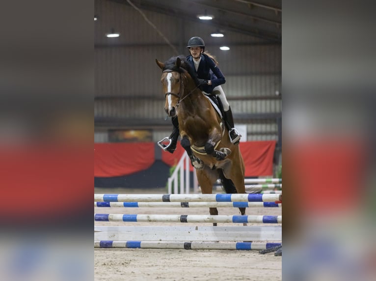 KWPN Gelding 8 years 16,3 hh Brown in Ommen