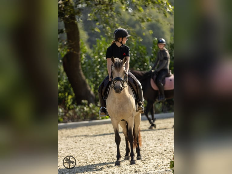 KWPN Gelding 8 years 16,3 hh Chestnut-Red in Bilthoven