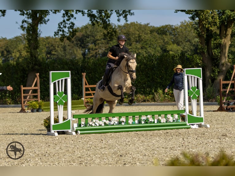 KWPN Gelding 8 years 16,3 hh Chestnut-Red in Bilthoven