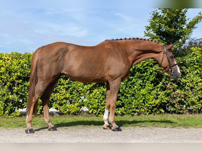 KWPN Gelding 8 years 16.3 hh  in Weather