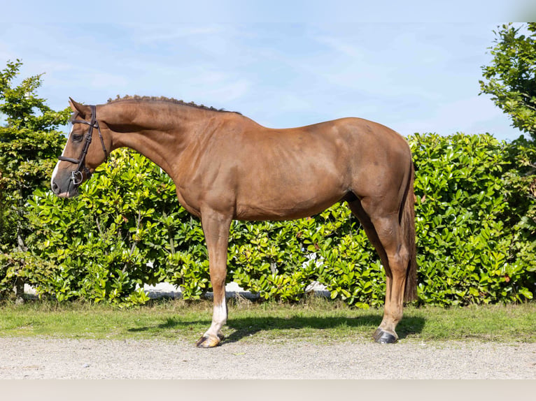 KWPN Gelding 8 years 16.3 hh  in Weather