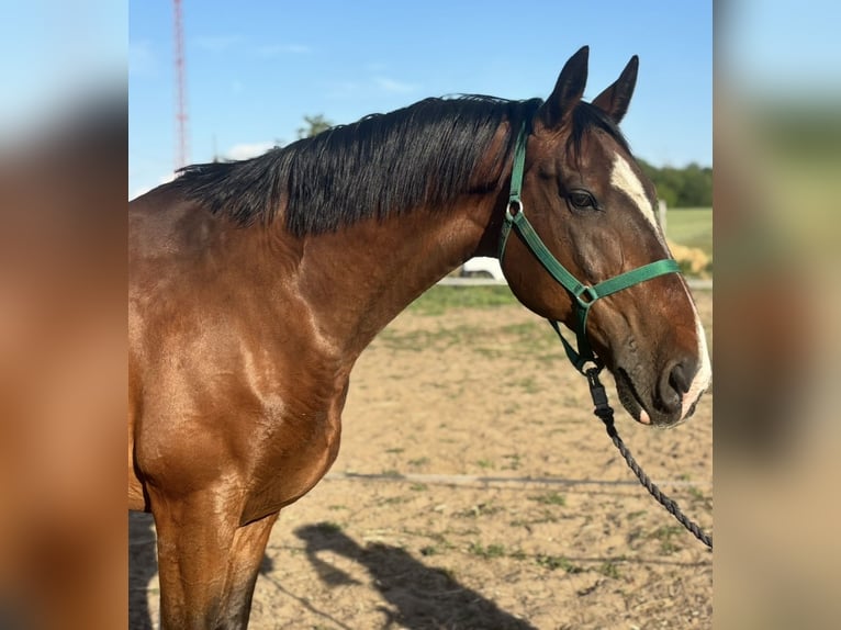 KWPN Mix Gelding 8 years 16 hh Bay in B&#xE1;rsonyos