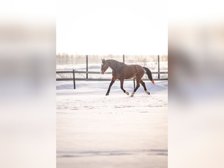 KWPN Mix Gelding 8 years 16 hh Bay in Łódź