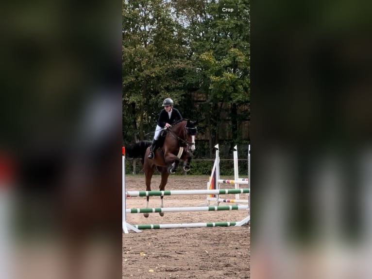 KWPN Gelding 8 years 16 hh Brown in Rödermark