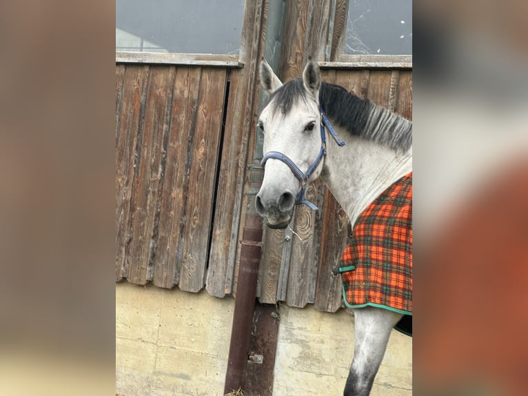 KWPN Gelding 8 years 16 hh Gray in Kradolf